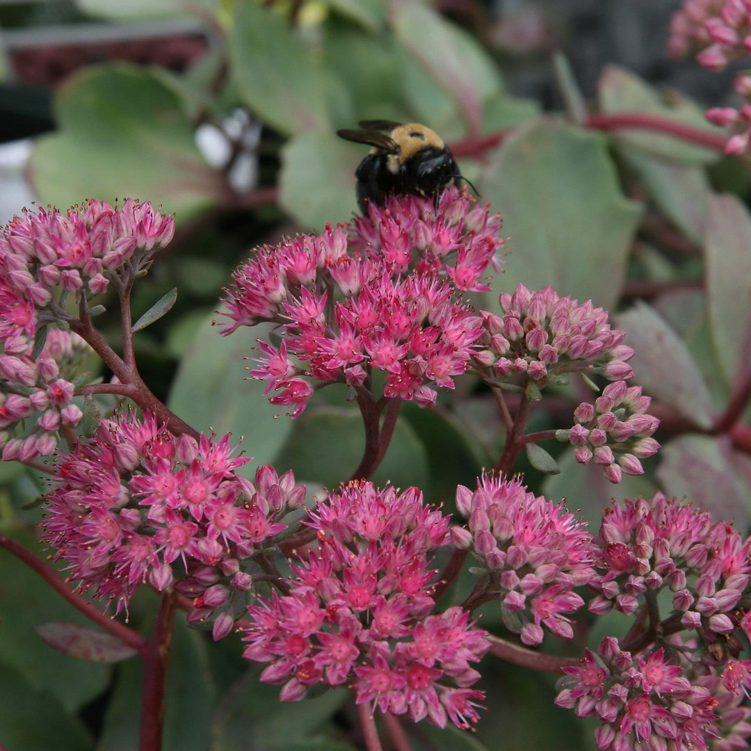 Sedum x 'Vera Jameson' ~ Vera Jameson Stonecrop