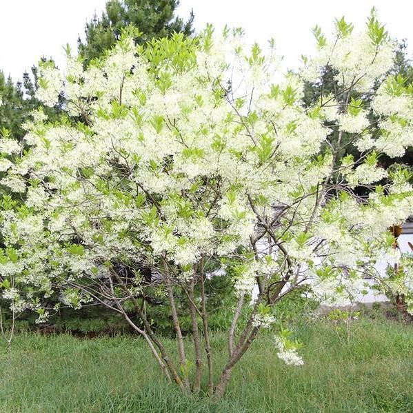 Chionanthus virginicus ~ Árbol de franja blanca