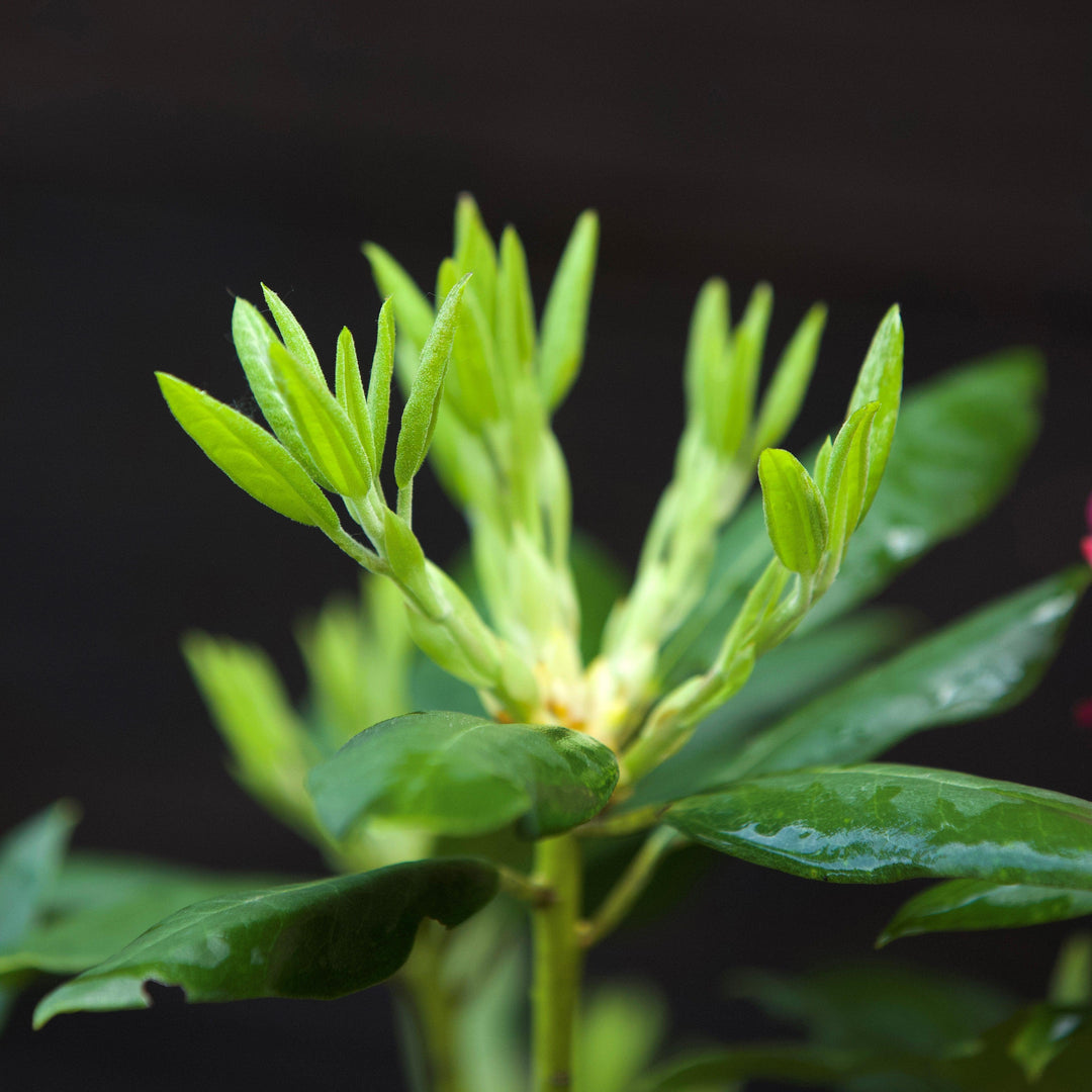 Rododendro máximo 'Roseum' ~ Rododendro rosa adelfa