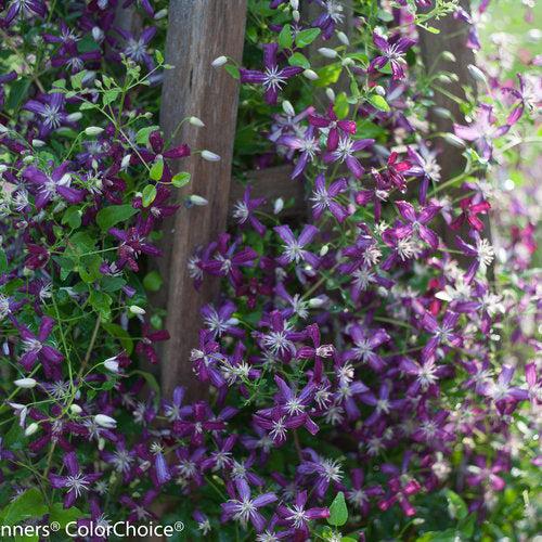 Clematis 'Sweet Summer Love' ~ Sweet Summer Love Clematis