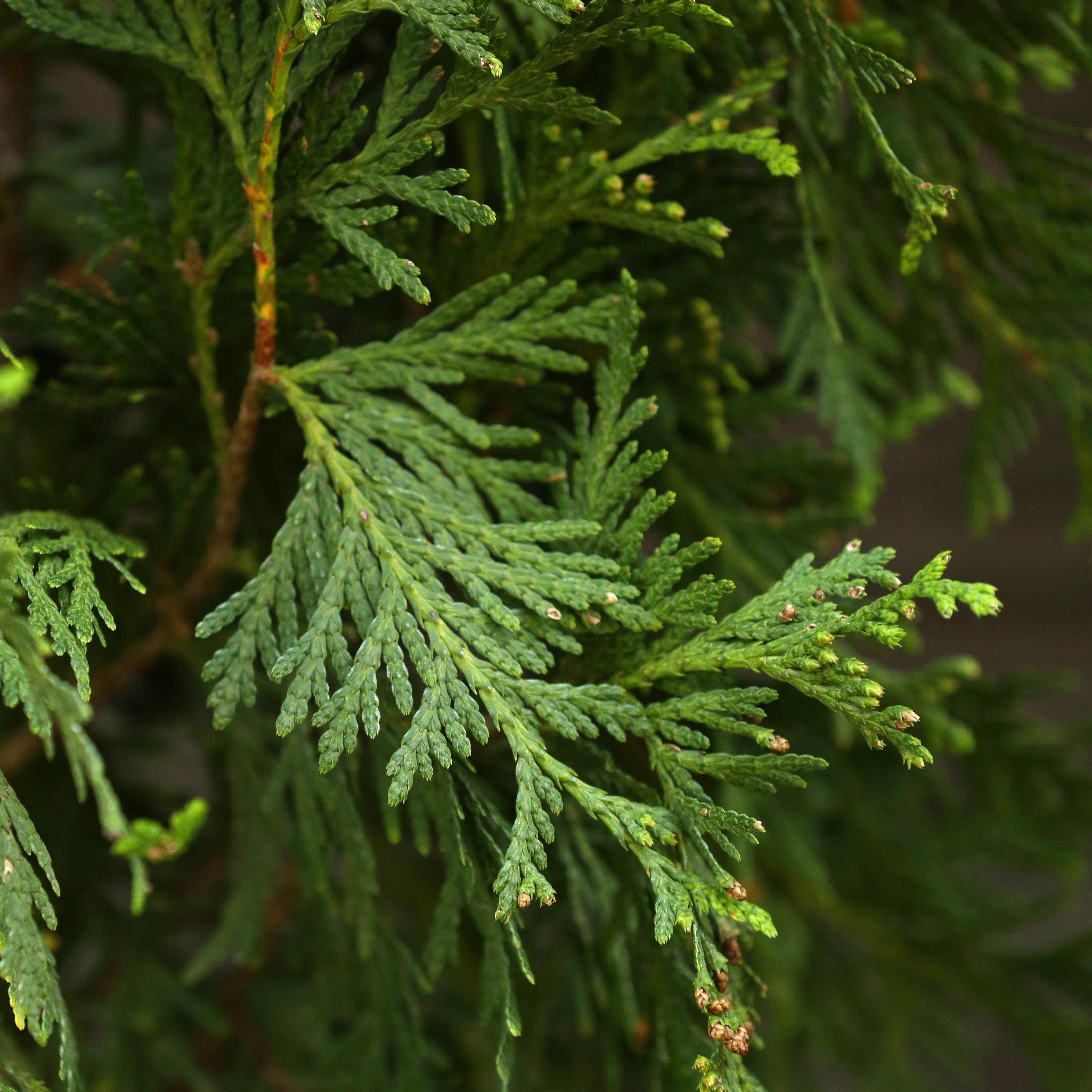 常緑樹 Gy Thuja standishii x plicata 'Green Giant' ~ Green Giant Arborvitae