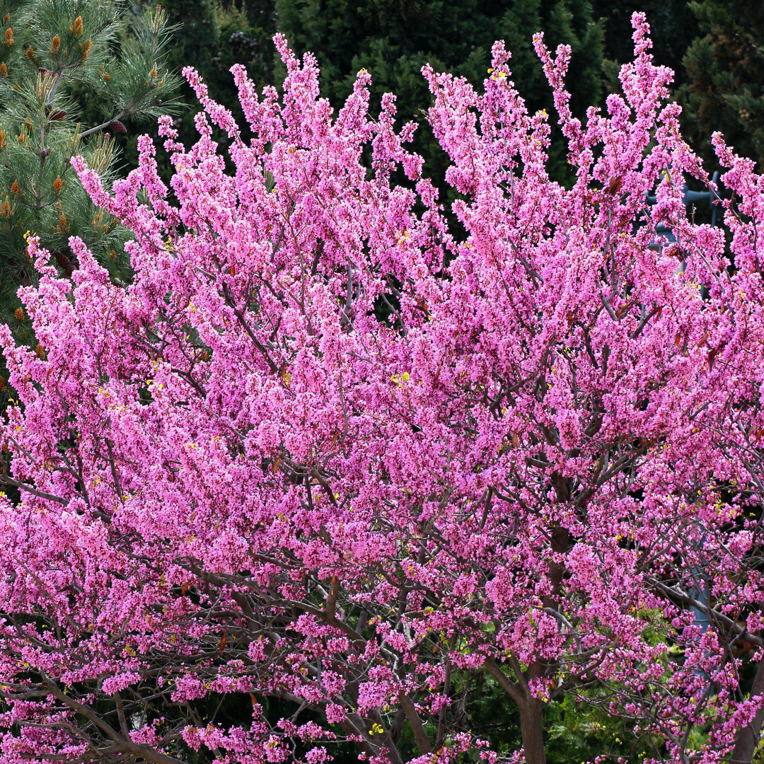 Cercis canadensis 'Pensamiento del bosque' ~ ​​Pensamiento del bosque Redbud oriental