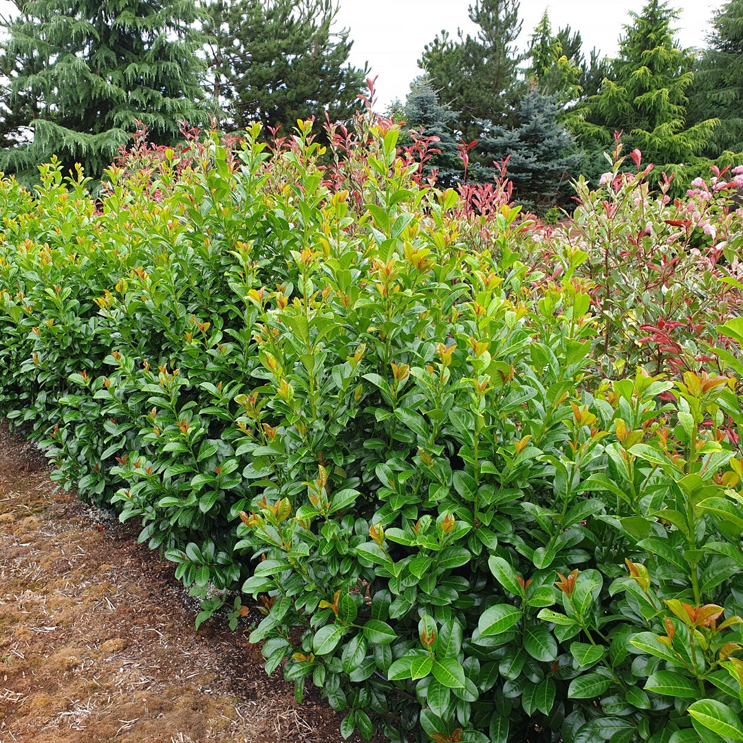 Prunus laurocerasus 'Jong1' PP29889 ~ Volcano Cherry Laurel