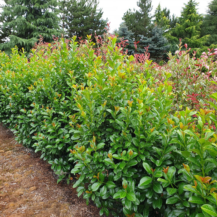 Prunus laurocerasus 'Jong1' PP29889 ~ Volcano Cherry Laurel