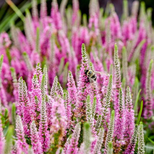 Veronica 'Pink Potion' PP 29,681 ~ PW® Magic Show® Pink Potion Veronica