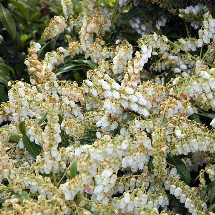 Pieris japonica 'Purity' ~ Purity Andromeda