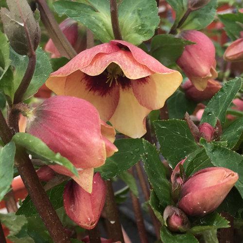 Helleborus 'Honeymoon Mix' ~ Honeymoon® Mix Lenten Rose