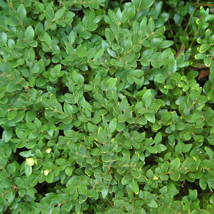 Buxus 'Green Velvet' ~ Green Velvet Boxwood