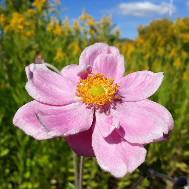 Anemone hupehensis 'Pretty Lady Emily' ~ Pretty Lady Emily Anemone, Windflower