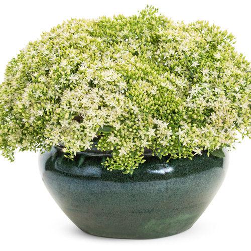 Sedum 'Bundle of Joy' ~ Rock 'N Round® Bundle of Joy Stonecrop