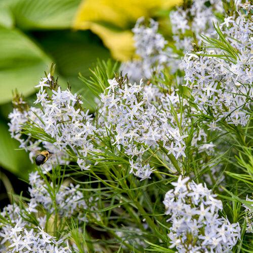 Amsonia 'String Theory' ~ String Theory Blue Star