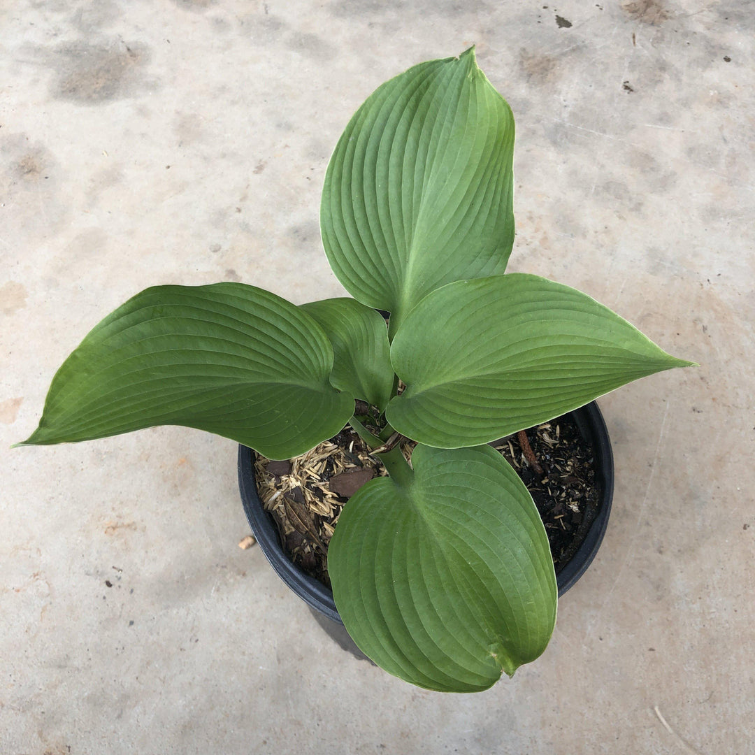 Hosta 'Blue Angel' ~ Blue Angel Hosta