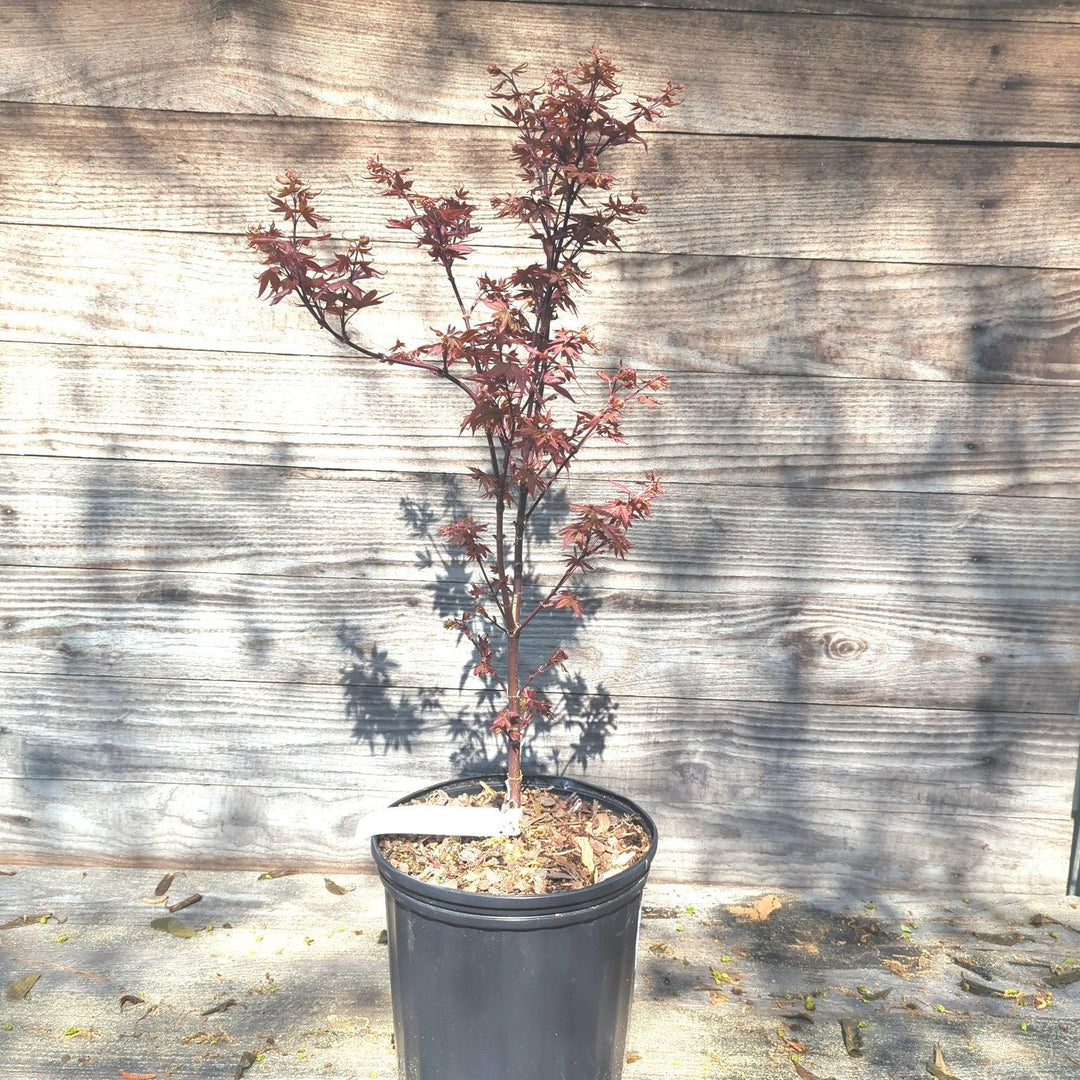 Acer palmatum 'Twombly's Red Sentinel' ~ Twombly's Japanese Maple