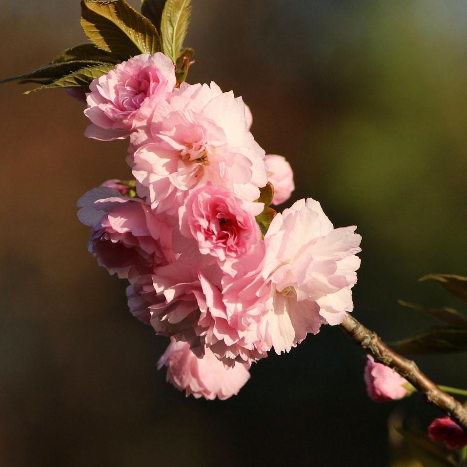 Prunus serrulata 'Kwanzan' ~ Kwanzan Flowering Cherry