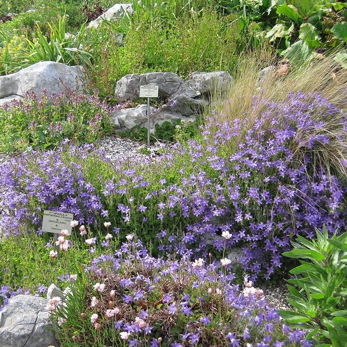 Campanula poscharskyana 'Blue Waterfall' ~ Blue Waterfall Bellflower