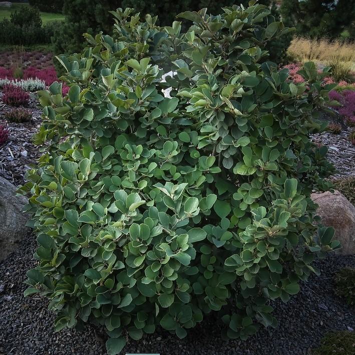 Fothergilla gardenii ~ Fothergilla