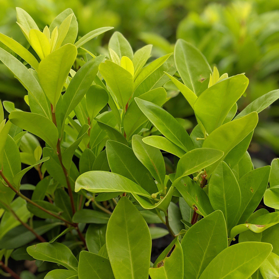 Illicium parviflorum 'Florida Sunshine' ~ Florida Sunshine Anise