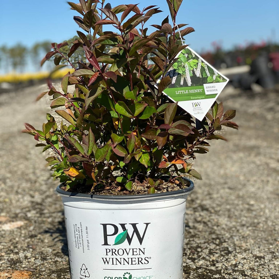 Itea virginica 'Sprich' ~ Little Henry® Sweetspire