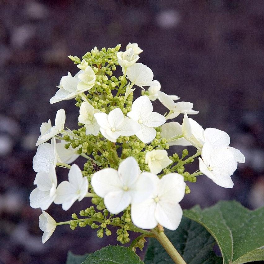 Hydrangea quercifolia 'Pee Wee' ~ Pee Wee Oakleaf Hydrangea