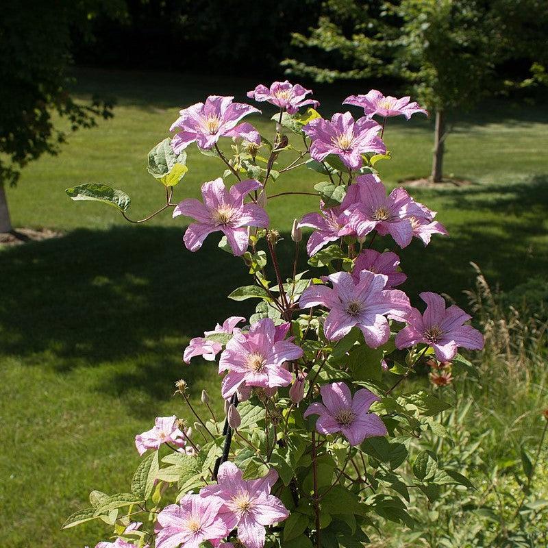 Clematis 'Comtesse de Bouchaud' ~ Comtesse de Bouchaud Clematis