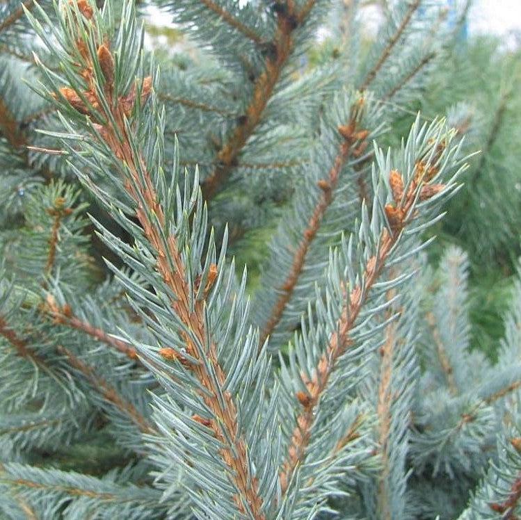 Picea pungens 'Fat Albert' ~ Abeto azul Fat Albert