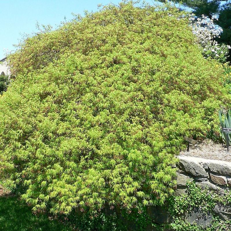 Acer palmatum var. dissectum 'Waterfall' ~ Waterfall Japanese Maple