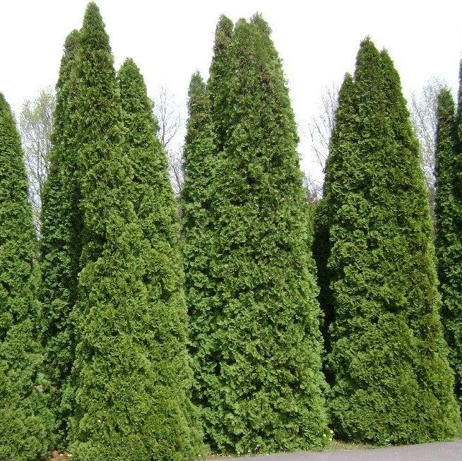 Thuja occidentalis 'Pilar americano' ~ A toda velocidad A Hedge® Arborvitae