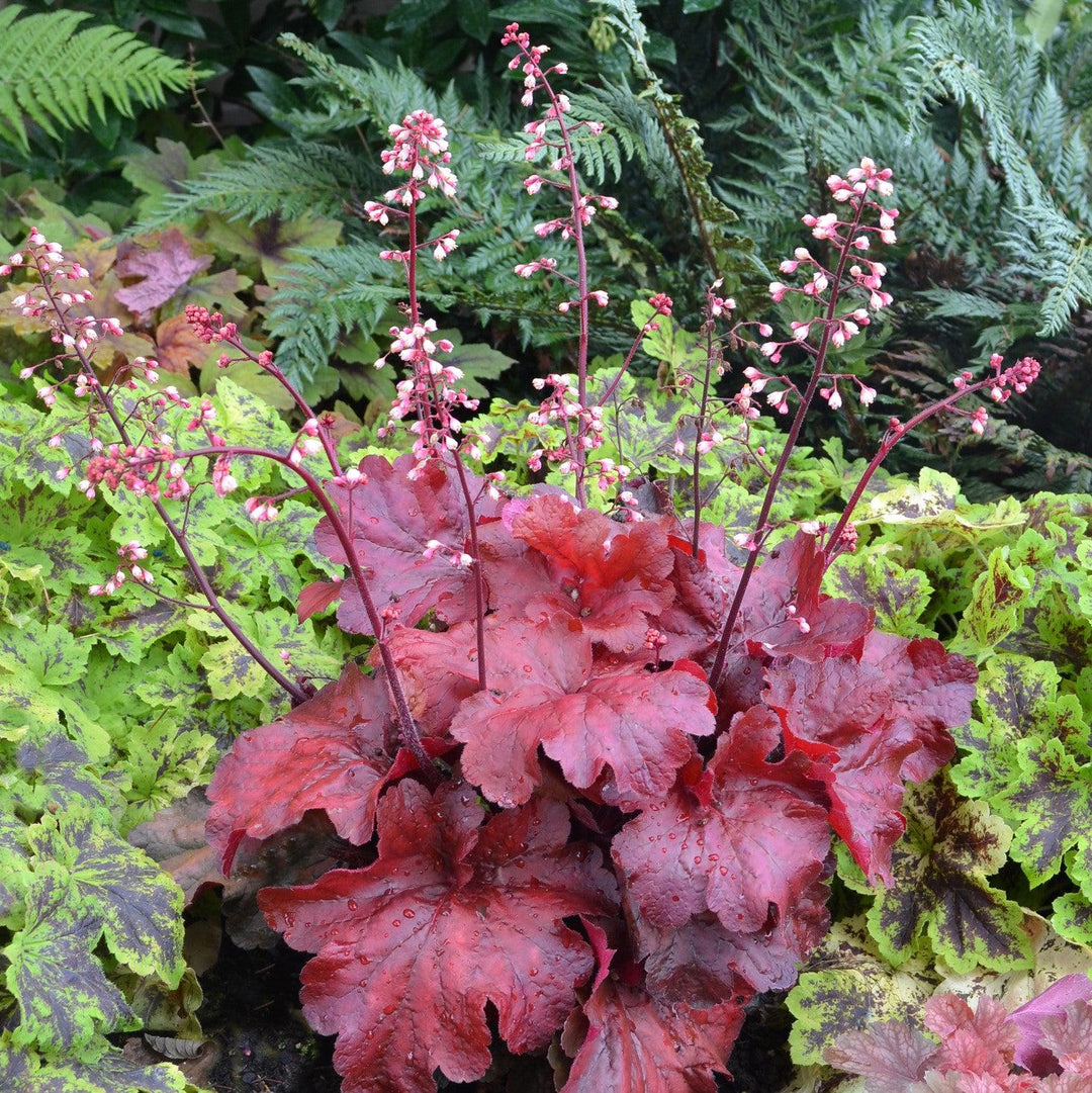 Heuchera x 'Fire Alarm' PP #24,525 ~ Fire Alarm Heuchera