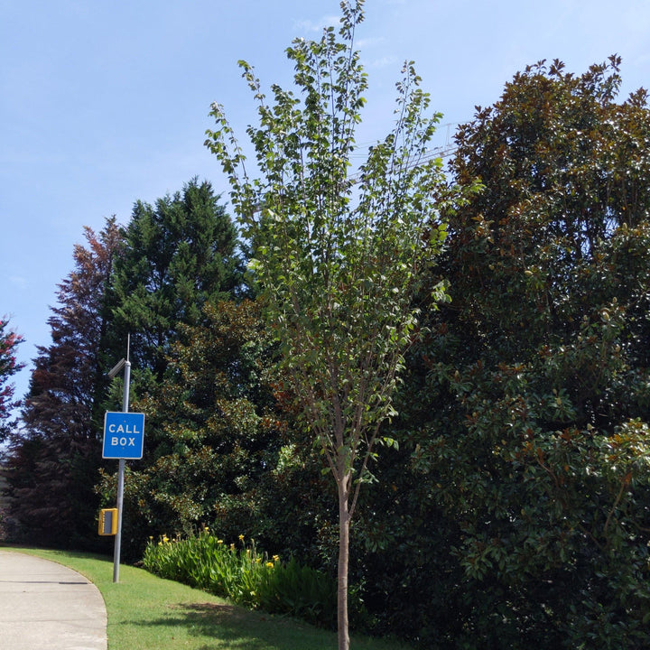 Ulmus americana 'Princeton' ~ Princeton American Elm