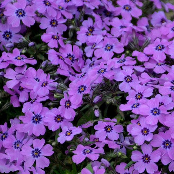 Phlox subulata 'Eye Shadow' ~ Eye Shadow Creeping Phlox