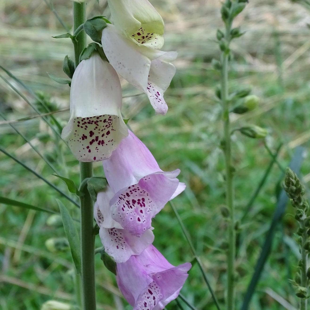 Digitalis purpurea 'Foxy' ~ Foxy Foxglove