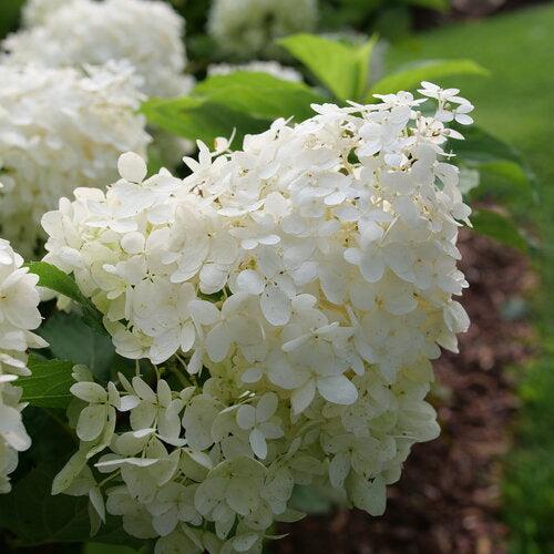 Hydrangea paniculata 'NCHP1' ~ PW® Puffer Fish® Hydrangea