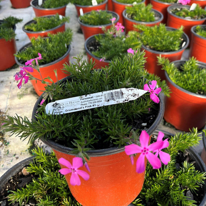 Phlox subulata 'Drummond's Pink' ~ Drummond's Pink Creeping Phlox