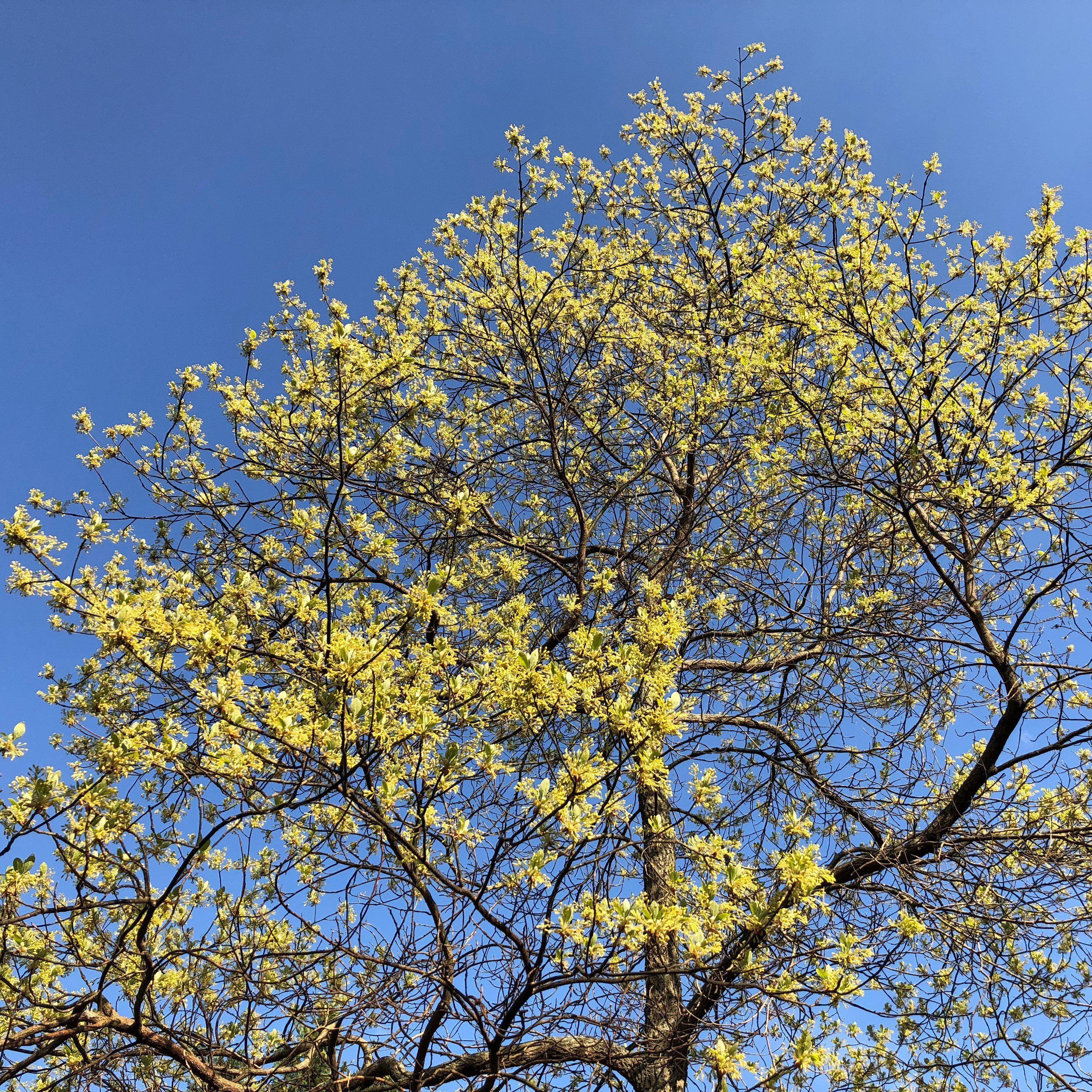 Sassafras albidum ~ Sassafras – JTSOP Farms