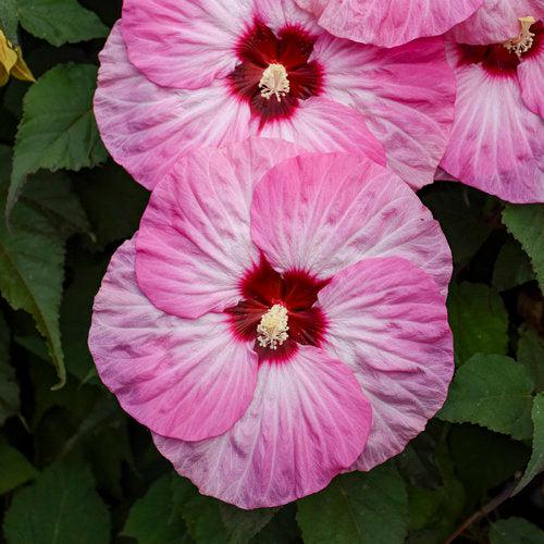 Hibiscus 'Spinderella' ~ Summerific® Spinderella Hibiscus