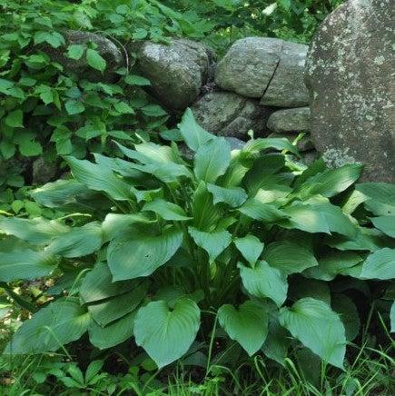 Hosta x 'Royal Standard' ~ Royal Standard Hosta