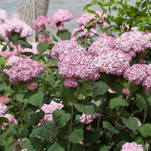 Hydrangea arborescens 'NCHA4'  ~ Incrediball® Blush Smooth Hydrangea