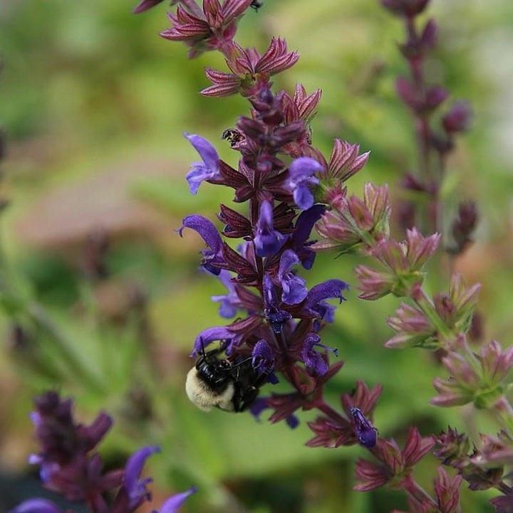 Salvia nemorosa 'Haeumanarc' ~ Marcus® Meadow Sage