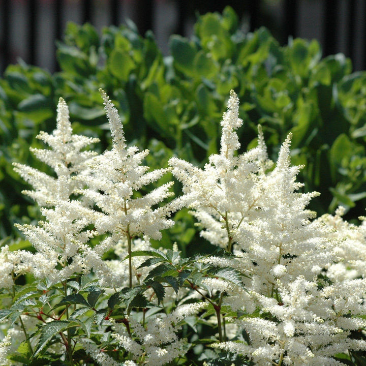 Astilbe chinensis 'Vision in White' ~ Vision in White Chinese Astilbe