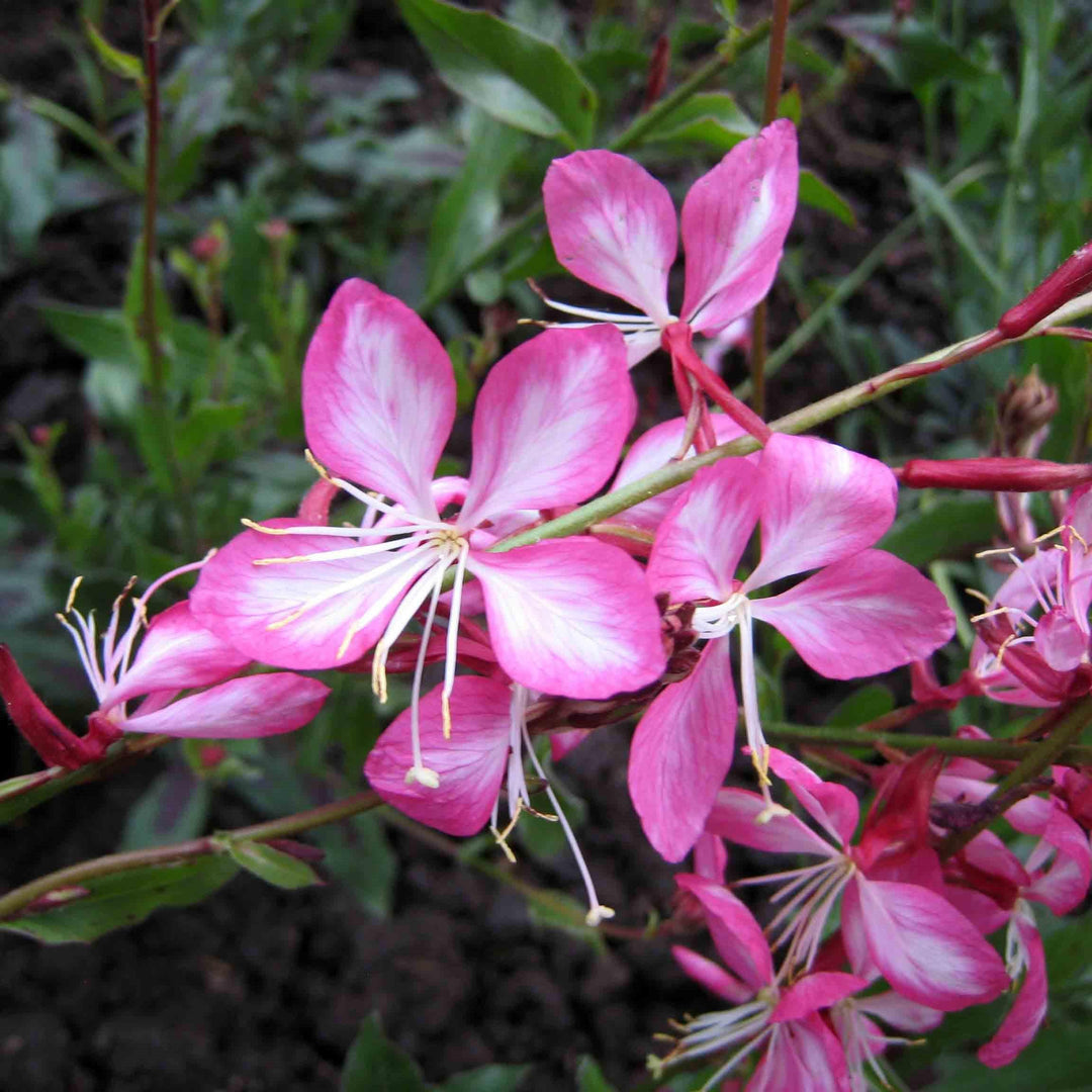 Gaura lindheimeri 'Rosy Jane' PP22290 ~ Rosy Jane Gaura