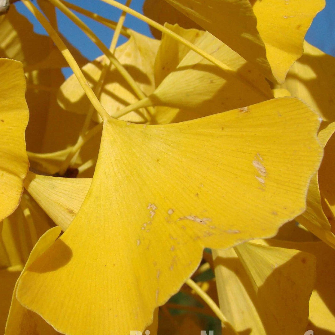 Ginkgo biloba 'Autumn Gold' ~ Autumn Gold Ginkgo