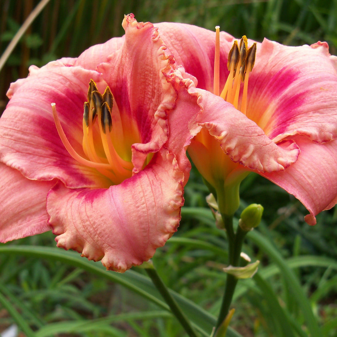 Hemerocallis 'Strawberry Candy' ~ Strawberry Candy Daylily