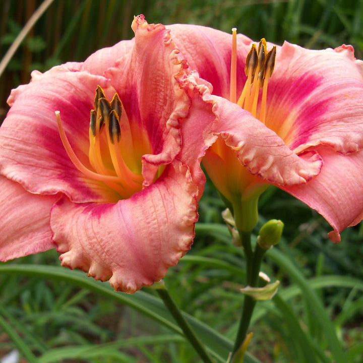 Hemerocallis 'Strawberry Candy' ~ Strawberry Candy Daylily