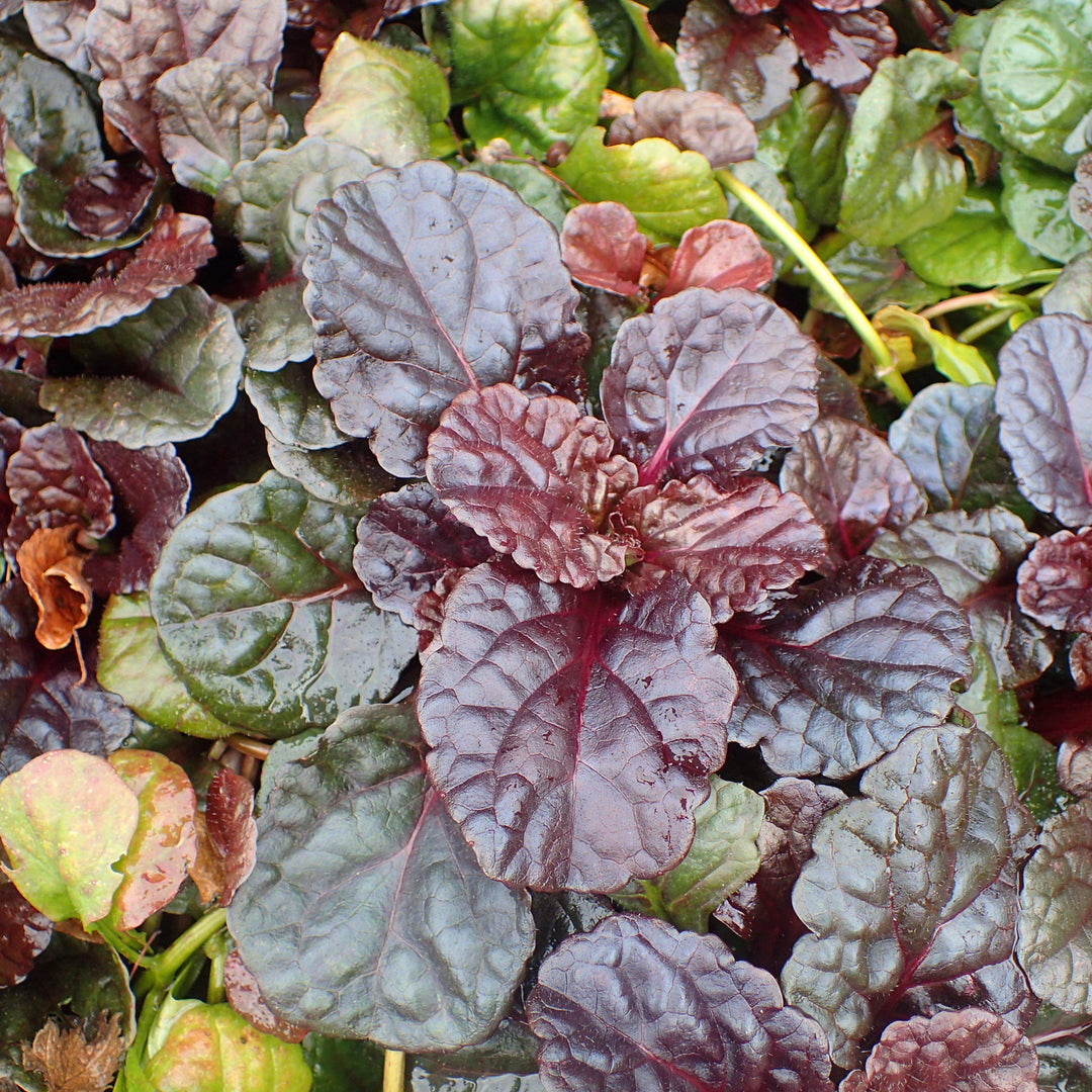 Ajuga reptans 'Binblasca' ~ Black Scallop Bugleweed