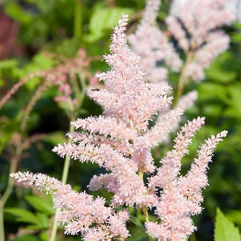 Astilbe japonica 'Peach Blossom' ~ Peach Blossom Japanese Astilbe