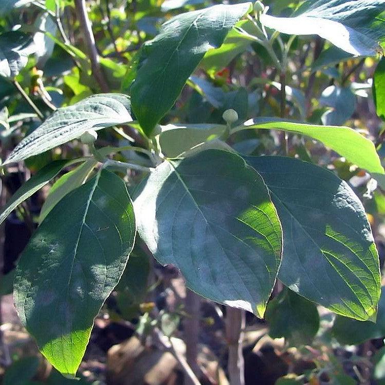 Cornus florida 'Cloud Nine' ~ Cloud Nine Dogwood