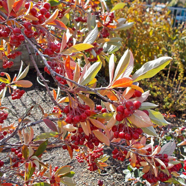 Aronia arbutifolia 'Brilliantissima' ~ Brilliantissima Chokeberry