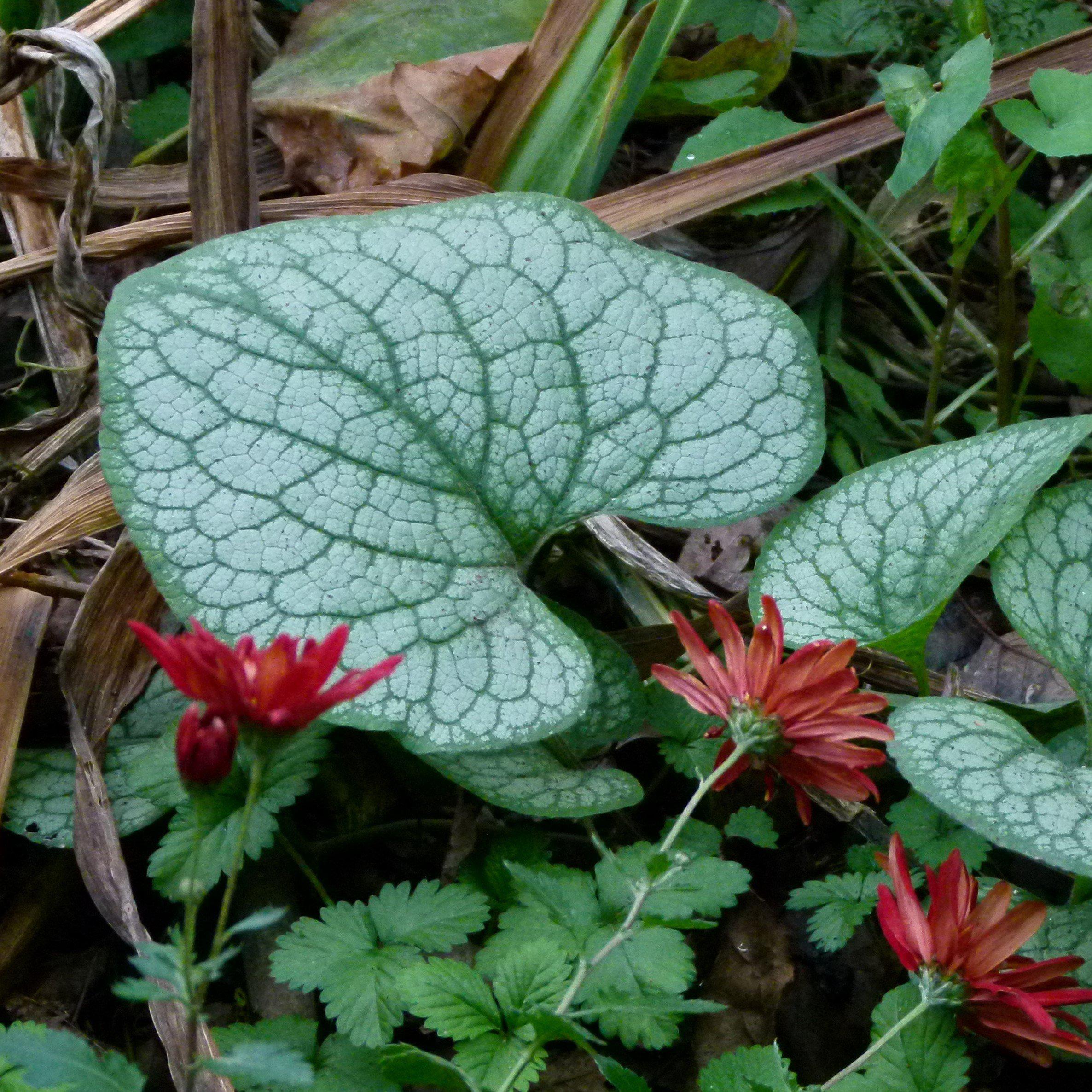 Brunnera macrophylla 'Alexander's Great' ~ Alexander's Great