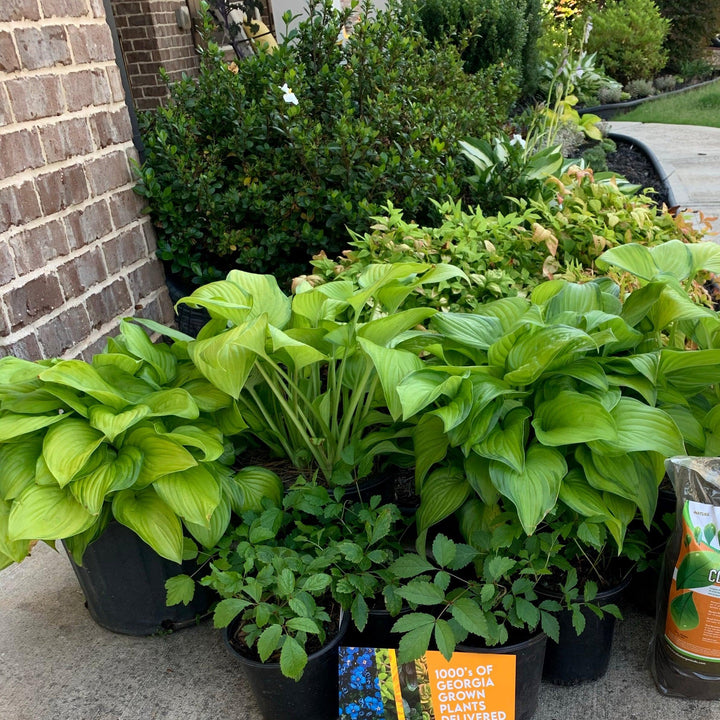 Hosta 'Guacamole' ~ Guacamole Hosta