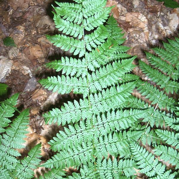 Dryopteris intermedia  ~ Intermediate Wood Fern, Evergreen Wood Fern